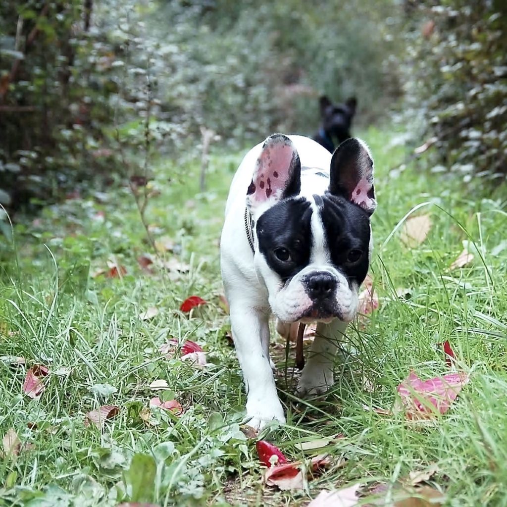 bulldog