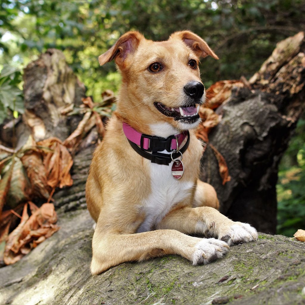 good-dog
