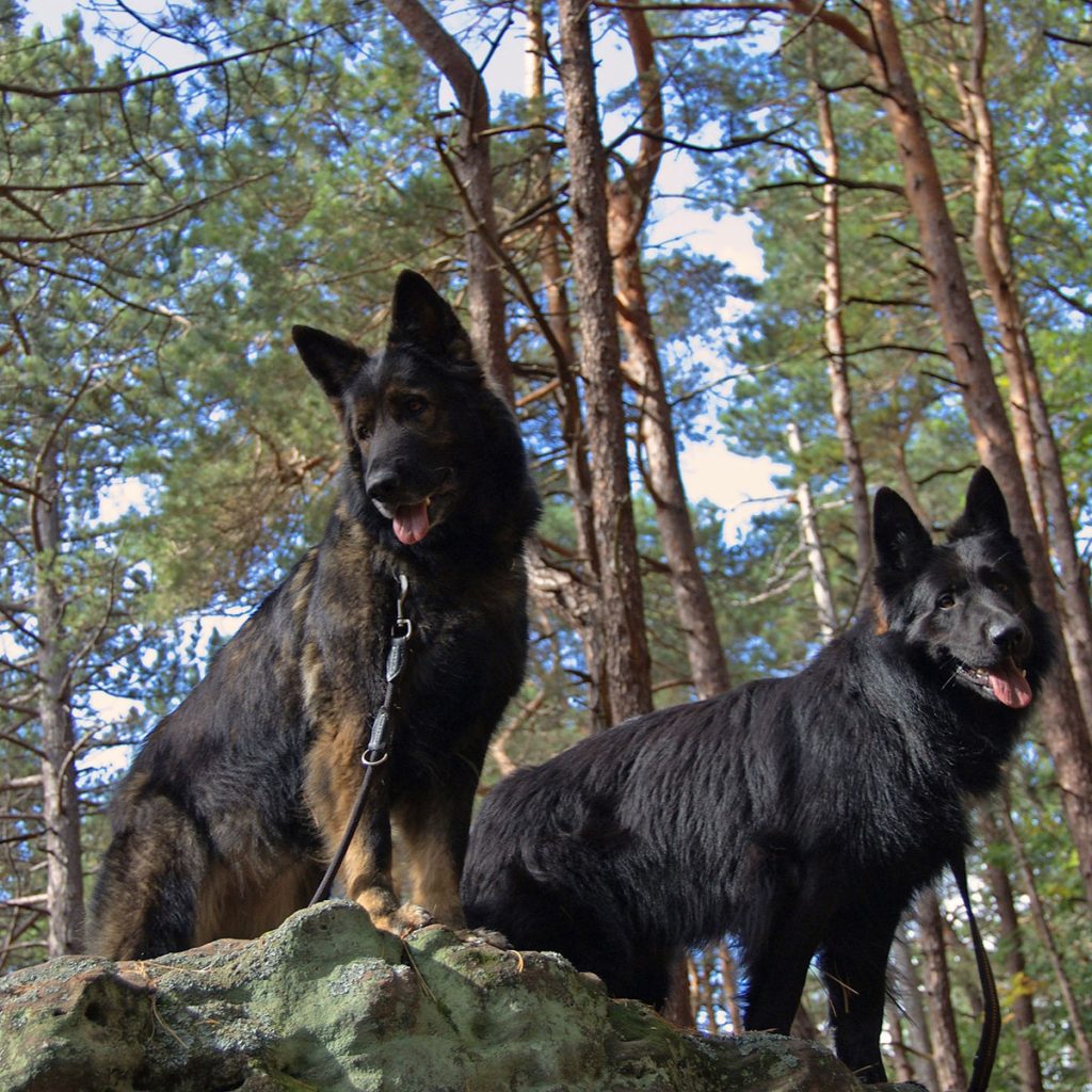 shepherds