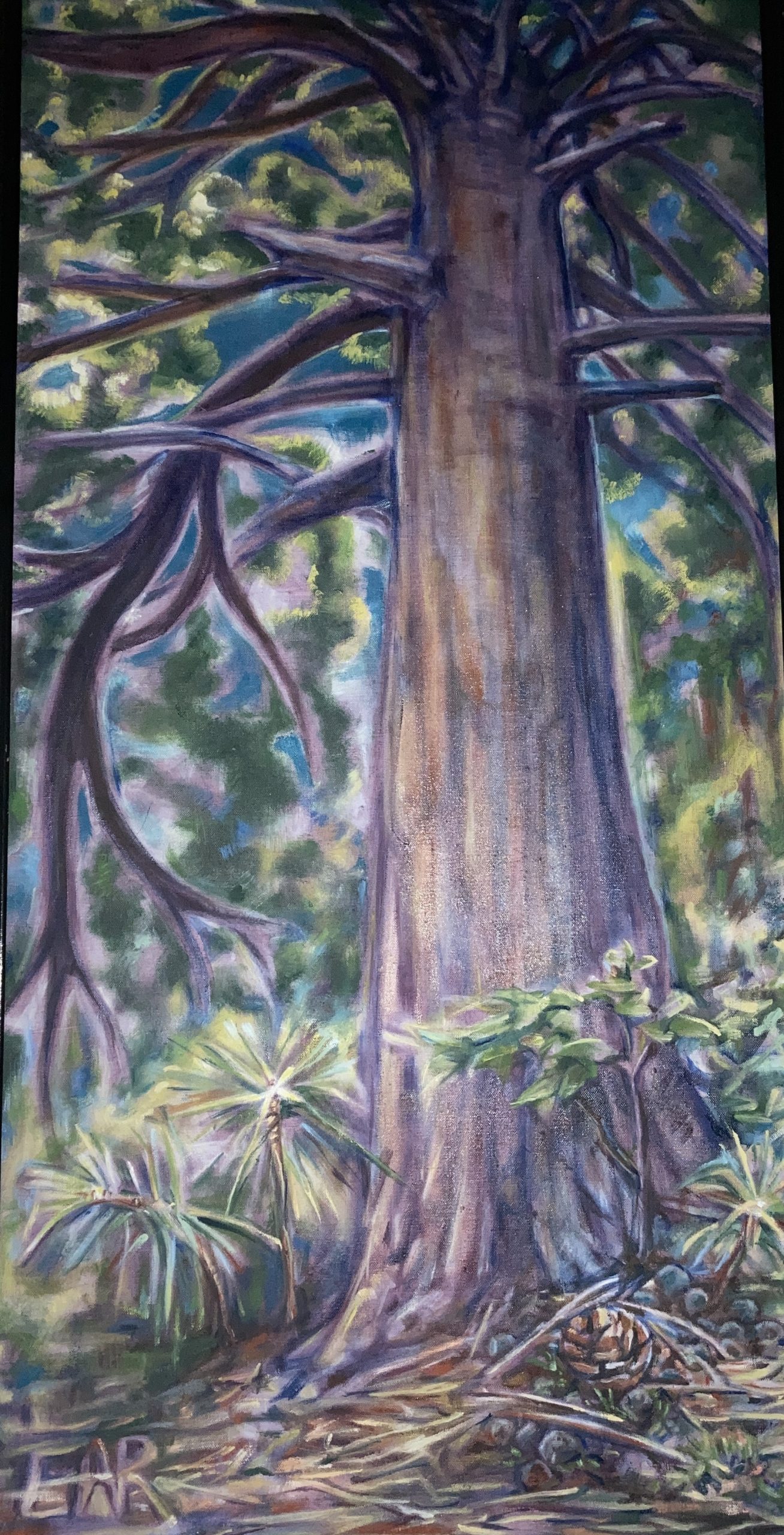 Temagami-red-pine